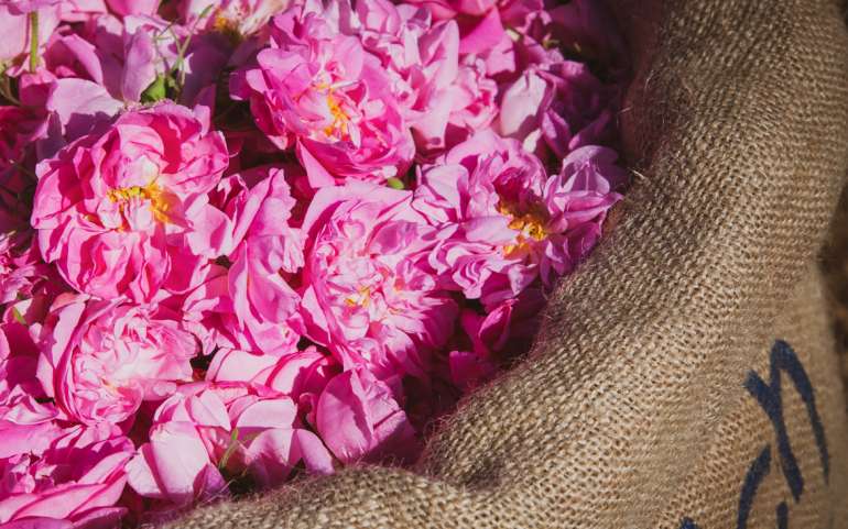 The Beautiful Scent Of Rose Centifolia